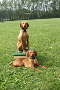 Kava & Kodi
